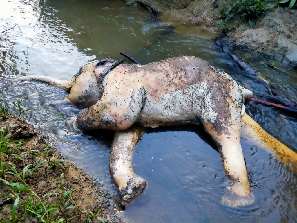 Diduga Terkena Jerat, Gajah Jantan Ditemukan Mati di Aceh Timur April 30, 2022