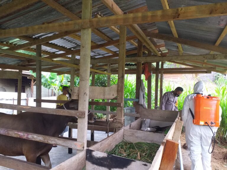 Cegah PMK, Pemilik Ternak Diimbau Rutin Disinfeksi Kandang Juli 30, 2022