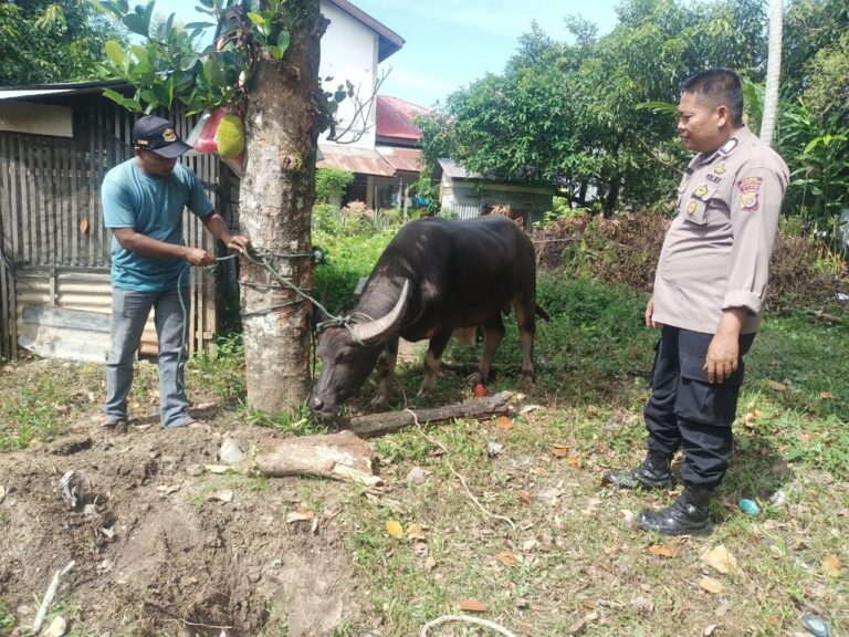 411 Ekor Hewan Ternak Terinfeksi PMK Dinyatakan Sembuh Juli 31, 2022