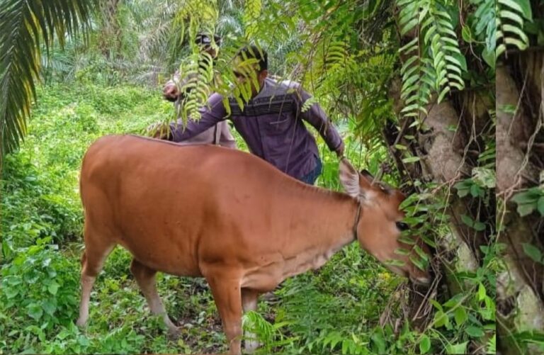 40 Ribu Lebih Hewan Ternak Terinfeksi PMK Dinyatakan Sembuh Agustus 7, 2022