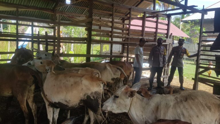 46 Ribu Lebih Hewan Ternak Dinyatakan Sembuh dari PMK September 15, 2022