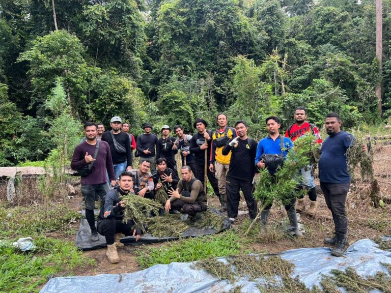 Polres Bireuen Kembali Musnahkan Ladang Ganja Seluas Enam Hektar September 7, 2022