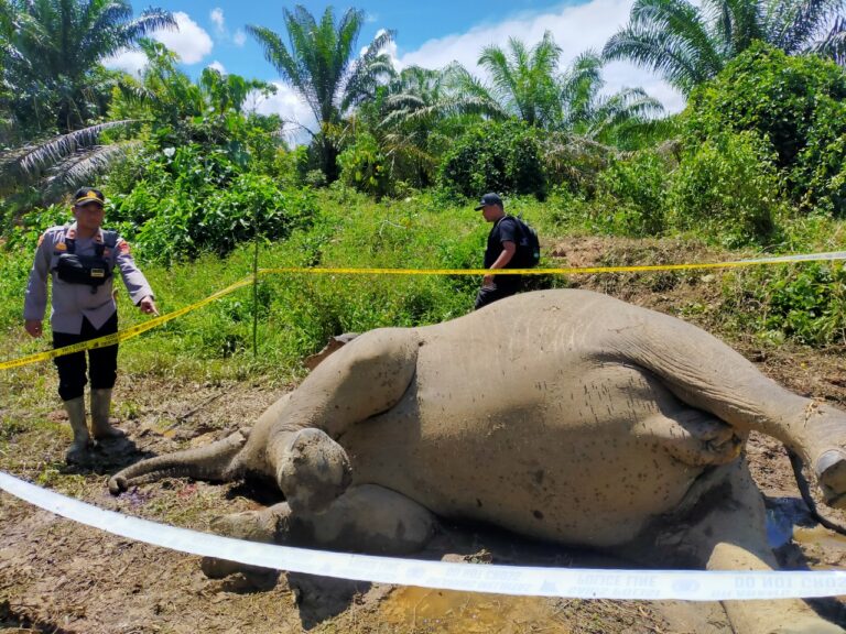 Seekor Gajah Betina Ditemukan Mati di Perkebunan Warga Aceh Timur Oktober 15, 2022