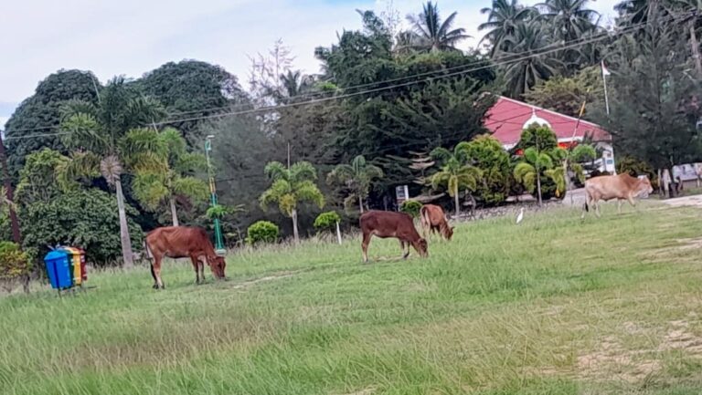 Usai PNS Pulang Kerja Giliran Lembu 'Berwisata' ke Puspemkab Aceh Timur Oktober 28, 2022