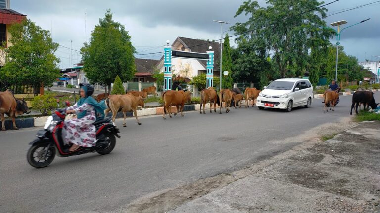 Lembu di Kota Langsa Bebas 'Berlenggang' di Jalan Raya November 5, 2022
