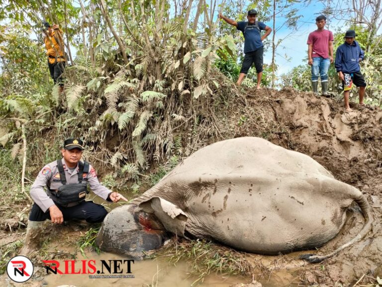 Gajah Jinak Lilik Ditemukan Mati di CRU Aceh Timur dalam Kondisi Luka Dikepala  Desember 26, 2022