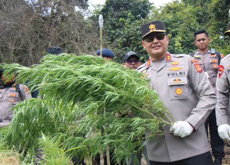 Kapolda Aceh Musnahkan 11 Hektar Ladang Ganja di Aceh Besar Maret 8, 2023