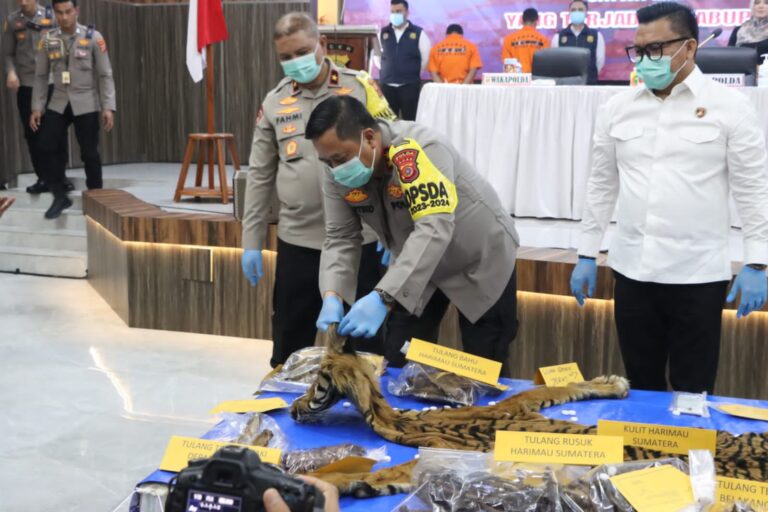 Tersandung Kasus Perdagangan Harimau, ASN di Aceh Timur Ditangkap Polda Aceh  Januari 22, 2024