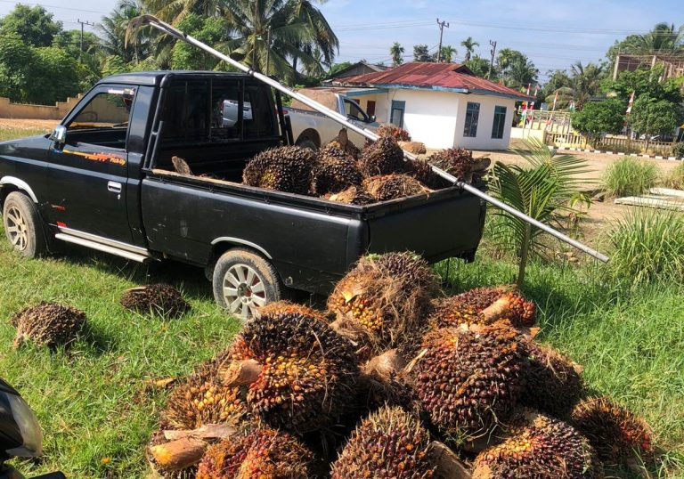 Dipergoki Hendak Mencuri Sawit, Pelaku Tinggalkan Mobil di Aceh Timur  Juni 27, 2024