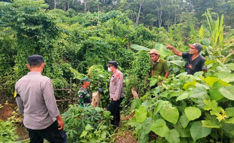 Seekor Sapi Milik Warga Aceh Timur Diduga Dimangsa Harimau Juni 24, 2024