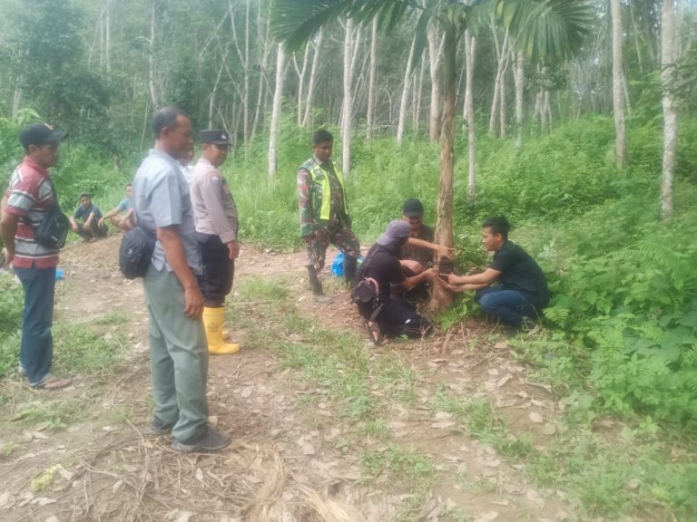 Petugas Pasang Kamera Trap di Lokasi Sapi yang Dimangsa Harimau di Aceh Timur  Agustus 29, 2024