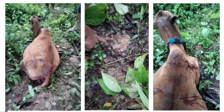 Lembu Milik Warga Aceh Timur Dimangsa Harimau  Januari 14, 2025