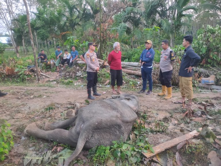 Seekor Gajah Liar Betina Mati di Aceh Timur Februari 1, 2025