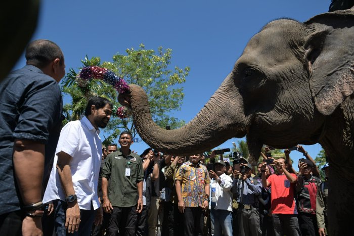 Tinjau Lokasi Konservasi Gajah di Aceh Tengah, Mualem Komitmen Atasi Konflik Manusia-Satwa Liar Juni 19, 2025
