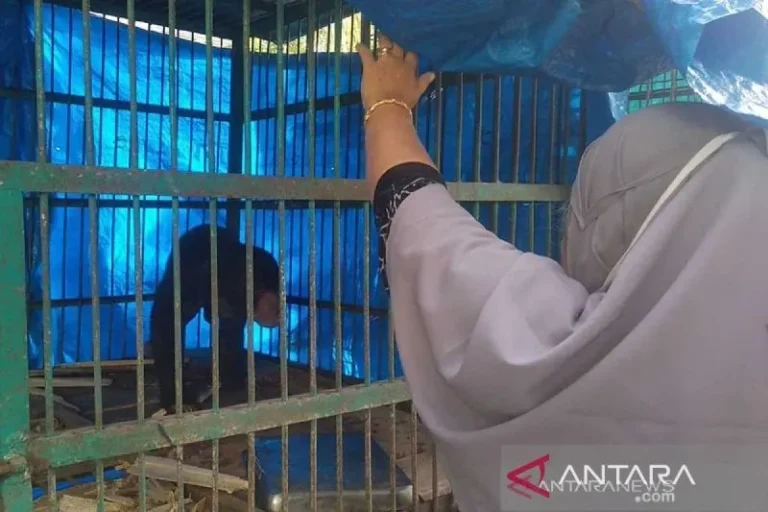 BKSDA Evakuasi Beruang Terkena Jerat di Aceh Barat Juli 5, 2025