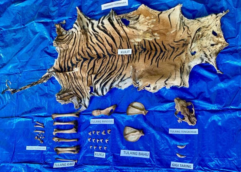 Polisi Tangkap Pelaku Perdagangan Satwa Dilindungi di Nagan Raya Oktober 7, 2025